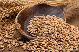 Wheat Grains