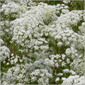 Anise Seeds
