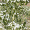 Thyme Seeds