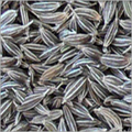 Cumin Seeds