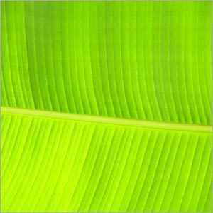 Banana Leaf