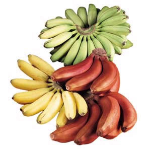 Banana