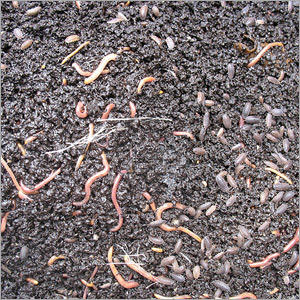 Vermicompost