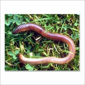 Earthworm - Pink, Variable Length | Waste Recycling, Nutrient-rich Compost, Soil Improvement, Eco-friendly, Sustainable