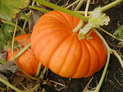 Pumpkin - Orange Round Variable Size | Sweet Taste Versatile Use Nutritious Food Seasonal Delight