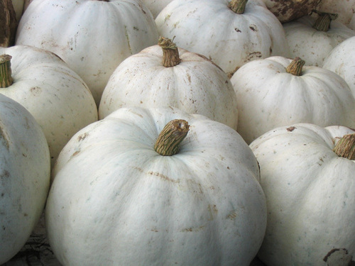 White Pumpkins