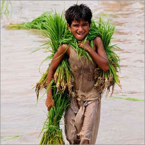 Rice in Open Field