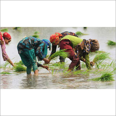 Rice Planting