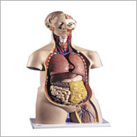 Unisex Torso 14 part