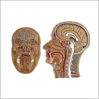 Median And Frontal Section Of The Head