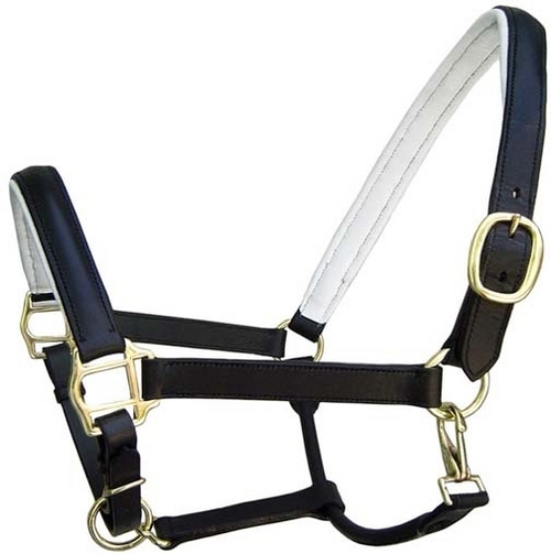 Horse Halters