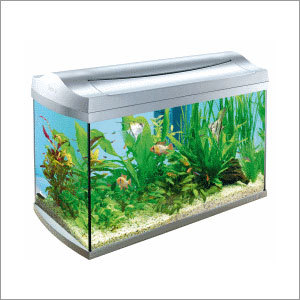 Designer Glass Aquarium