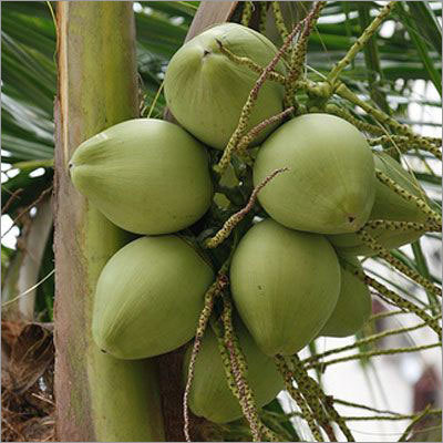 Coconut Water