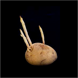 potato Seeds