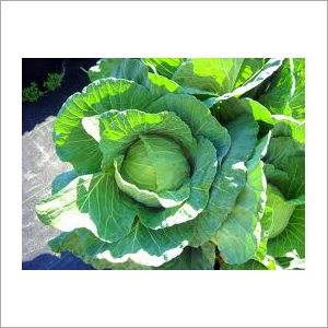 Fresh Preserved Vegetable