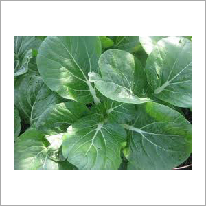 Palak (Indian Spinach) - All Green