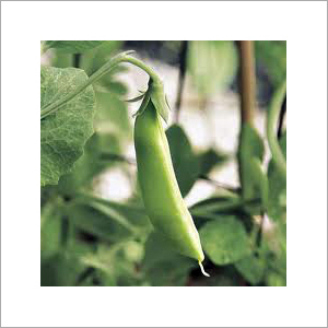 Fresh Preserved Vegetables