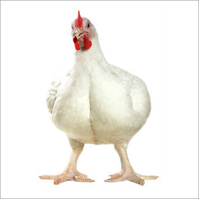 Broiler Chicken