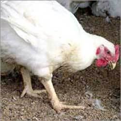 Broiler