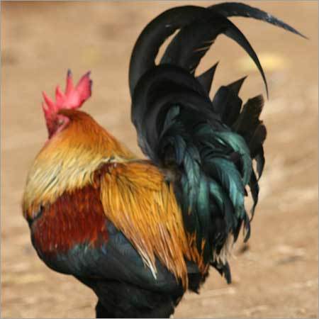 Meat & Poultry