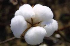 कच्चे कपास निर्माता