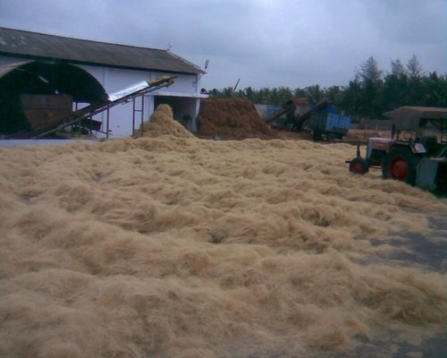Coir Fibre