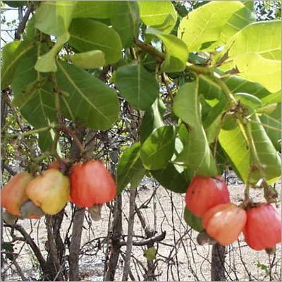 Light Weight Cashew