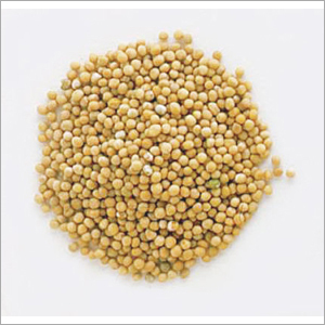 Mustard Seeds