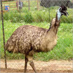 Emu Birds