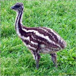 Emu Chicks