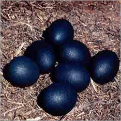 Emu Eggs