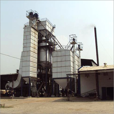 Rice Plant