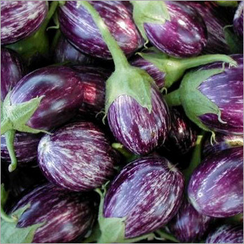Brinjal