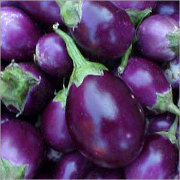 Fresh Brinjals