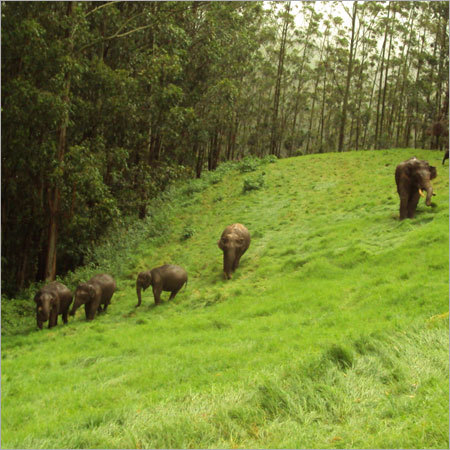 Kerala Tourism Packages
