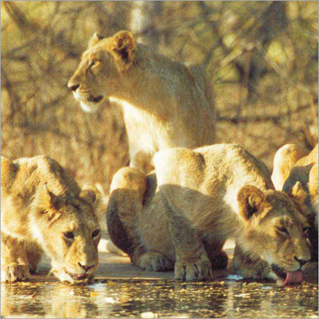 Tour Packages For Gir National Park