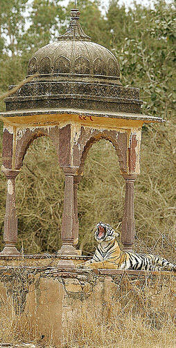 DELHI- Jaipur- Ranthambhore - Sariska - Agra