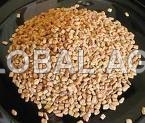Fenugreek Seed