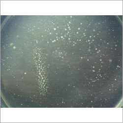 Petri Plates