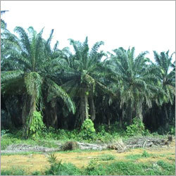 Palm Oils