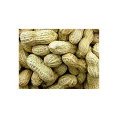 Groundnut