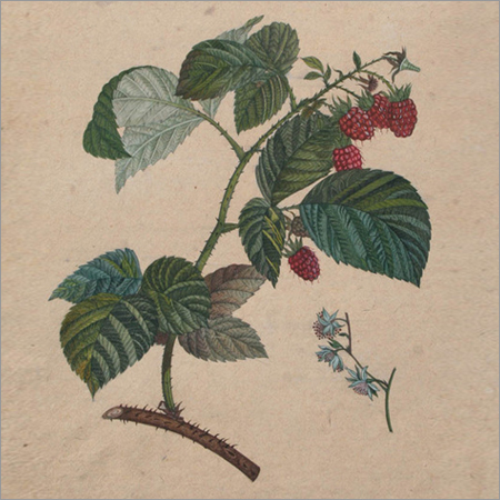 The Raspberry Paintings