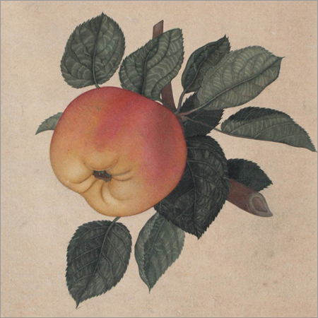 The Apple Paintings