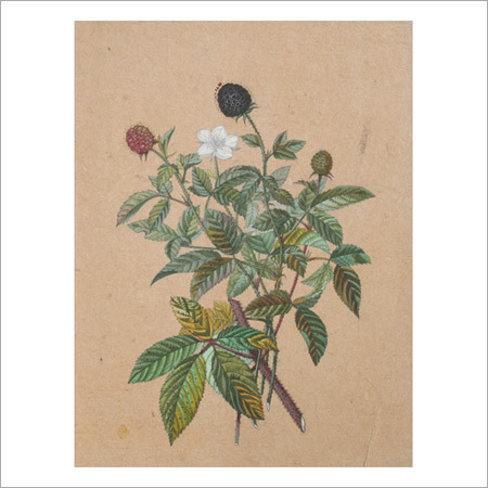 The Blackberry Paintings