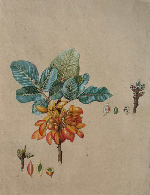 The Pistachio Paintings