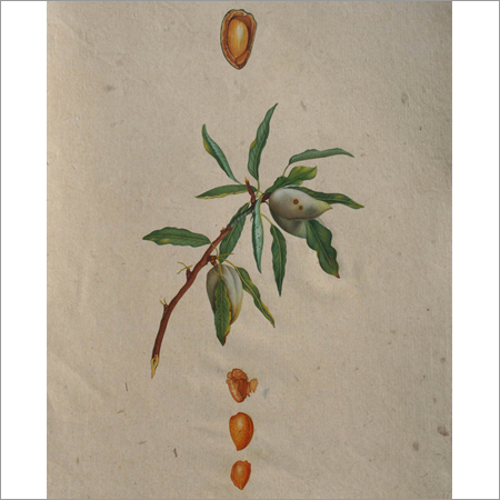 Almond Painting