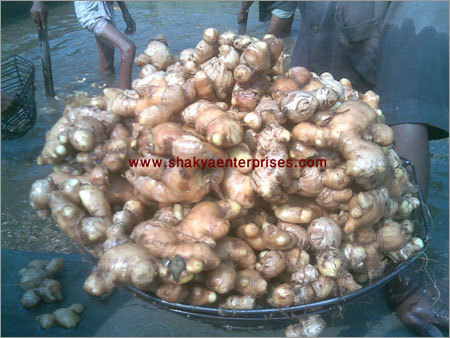 Fresh Ginger