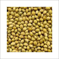 Coriander
