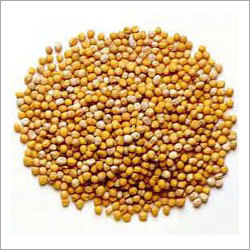 Yellow Mustard Seeds
