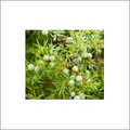 Juniper Oil